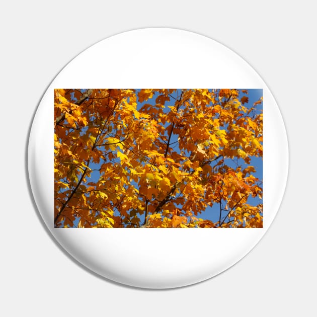 Maple (Acer ), golden yellow autumn leaves hanging from a tree, Germany Pin by Kruegerfoto