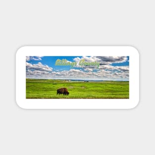 American Bison Grazing Billings County North Dakota Magnet