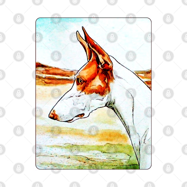 Ibizan Hound. Watercolour. by chepea2