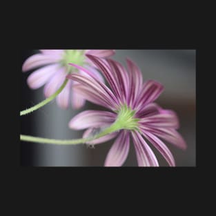 Beautiful Pink and Purple Daisies - Daisy Flower Stripes T-Shirt