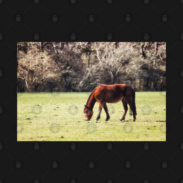 New Forest Pony by InspiraImage