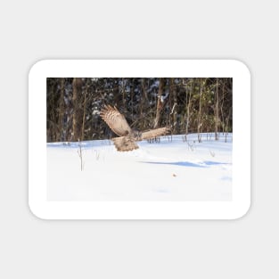 A Great Grey Owl in flight Magnet