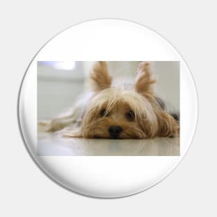 Yorkshire Terrier Laying Flat Pin