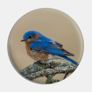 Blue Bird on Branch Pin