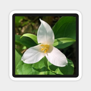 Forest Bathing with the Magical Spring Forest White Trillium Magnet