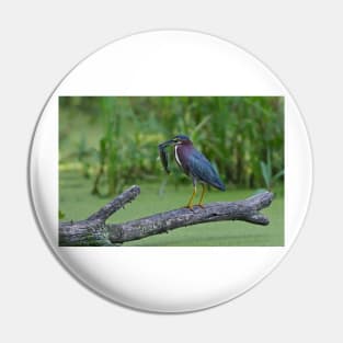 Green Heron wins local fishing contest! Pin