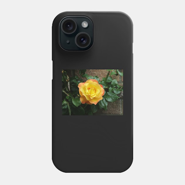 Yellow climbing roses Phone Case by TreacleDesigns