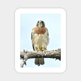 Wild Red Tail Hawk Magnet