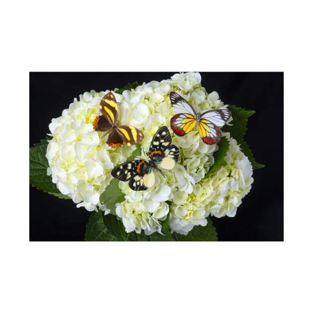 Three Butterflies On White Hydrangeas by photogarry