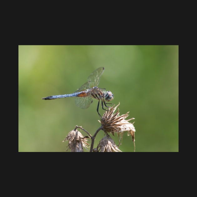 Blue Tail by EugeJ