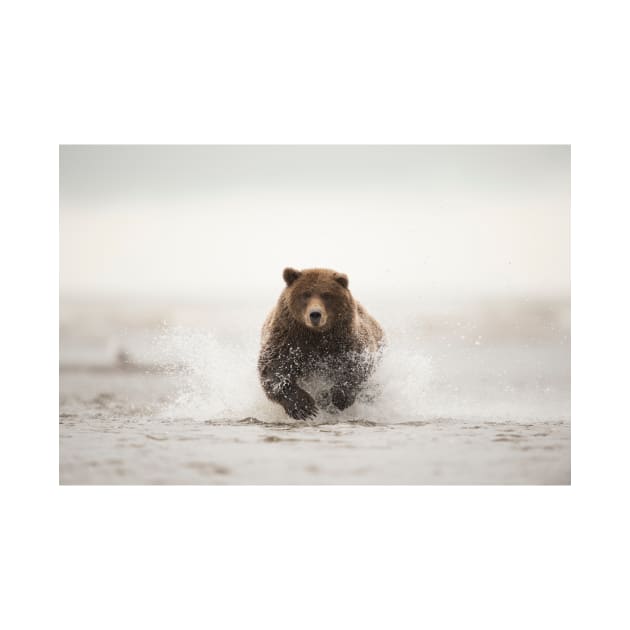 Brown bear, Alaska, USA (C020/0638) by SciencePhoto