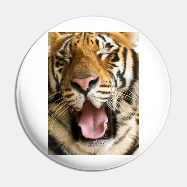 717 panthera Tigris Pin by pcfyi