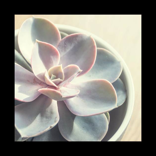 Echeveria Succulent #3 by Debra Cox 