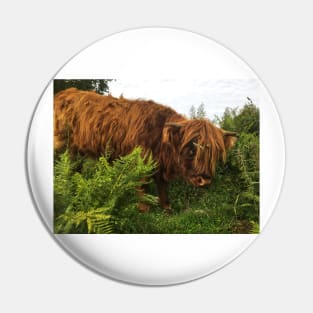 Scottish Highland Cattle Calf 2072 Pin