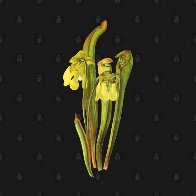 Hooded Pitcherplant - Sarracenia Minor- Walcott - Botanical Illustration by chimakingthings