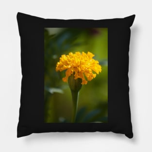 Marigold II Pillow