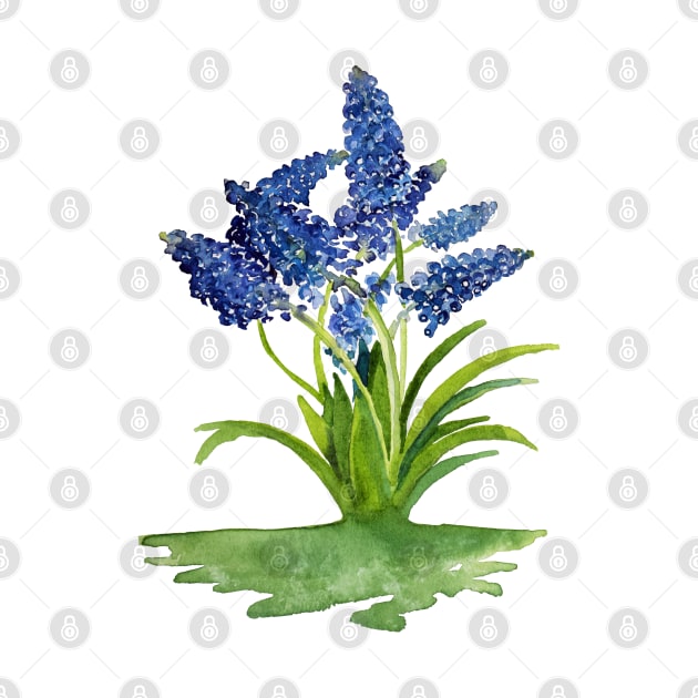 Grape Hyacinths by Kirsty Topps