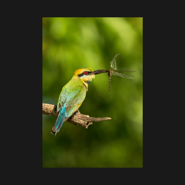 Rainbow Bee-Eater, Northern Territory by AndrewGoodall