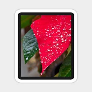 Poinsettia with raindrops Magnet