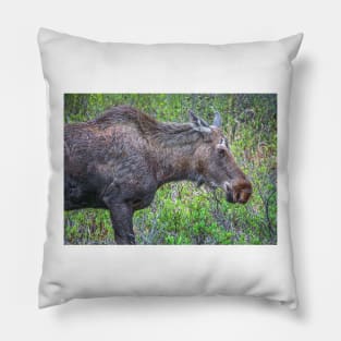 Moose Portrait Pillow