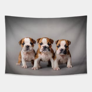 Bulldog puppies Tapestry