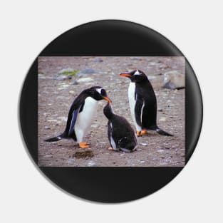 Gentoo Penguin Family Feeding Chick Pin