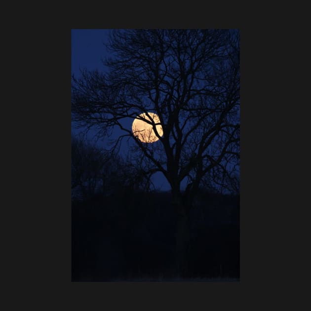 beautiful full moon with tree silhouette and dark blue sky by acolename1