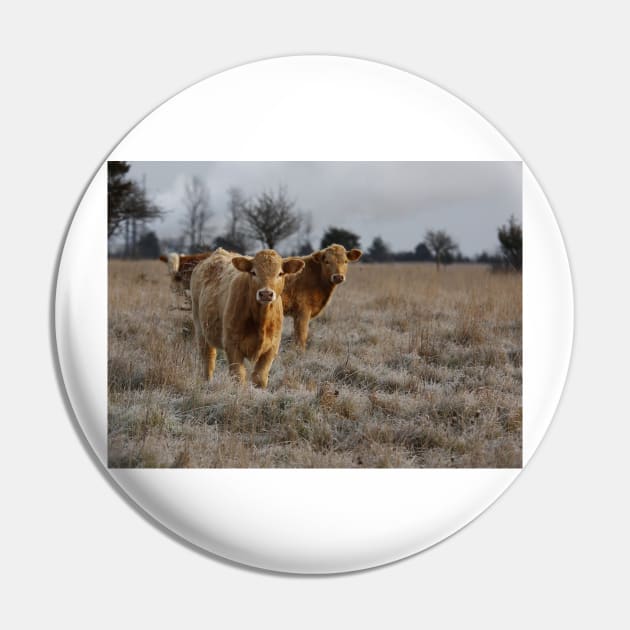 Cows in a farm field Pin by Jim Cumming