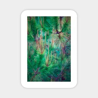 blooming pine tree Magnet