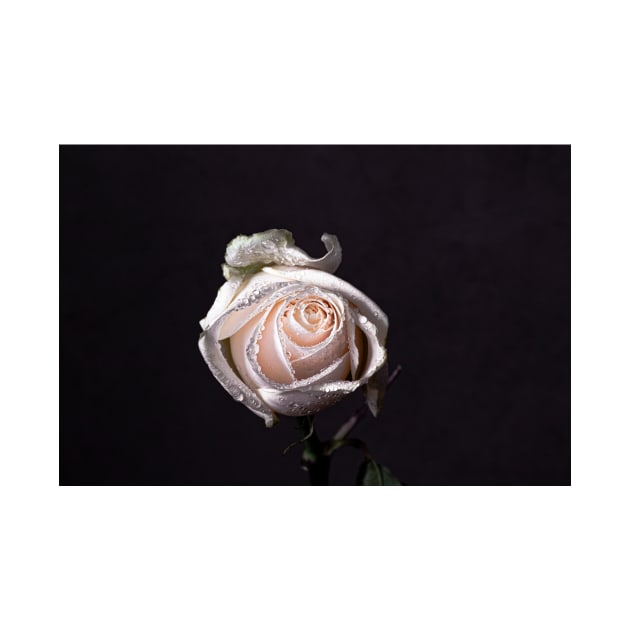 White rose on black background by blossomcophoto