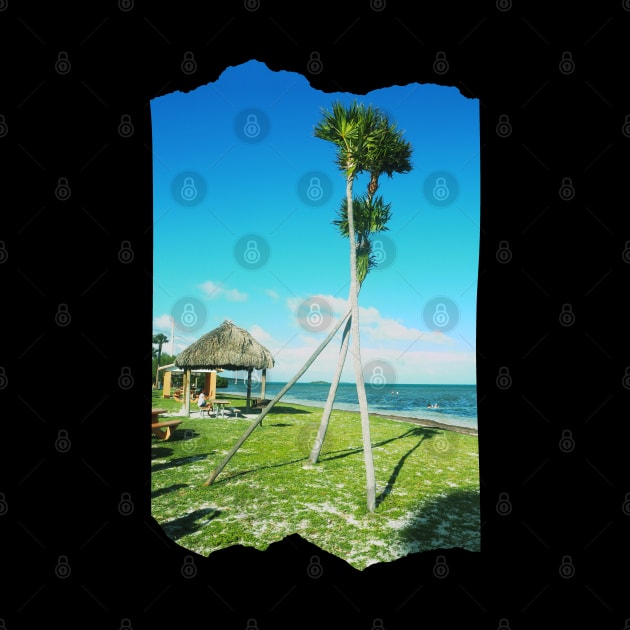 Palm tree photo Key West Florida blue sky palmtree landscape USA nature lovers by BoogieCreates