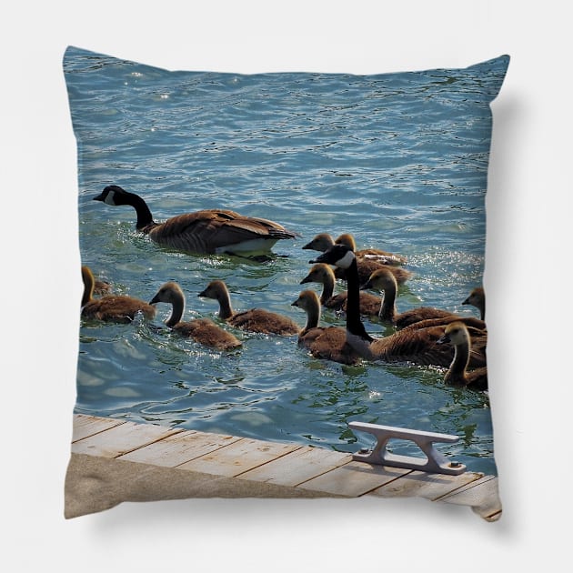 A Lot of Canada Geese Goslings Swimming Pillow by BackyardBirder