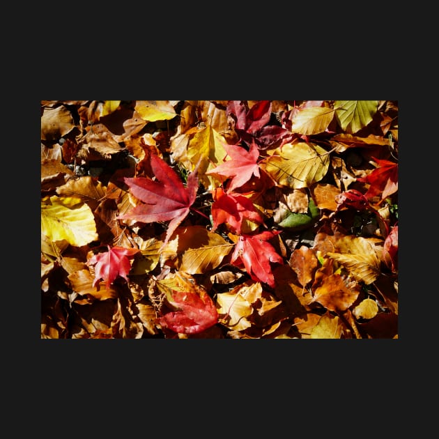 Colorful Fallen Autumn Leaves 1 - Seasons - Nature Abstract by Harmony-Mind