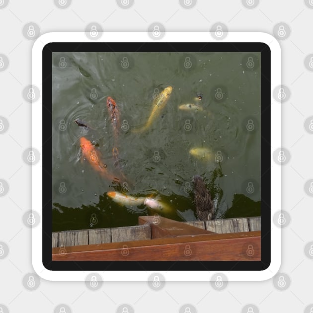 Gosford Gallery Koi Magnet by Julie Vaux