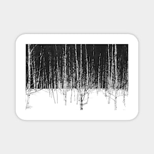 Winter Birch Forest Magnet