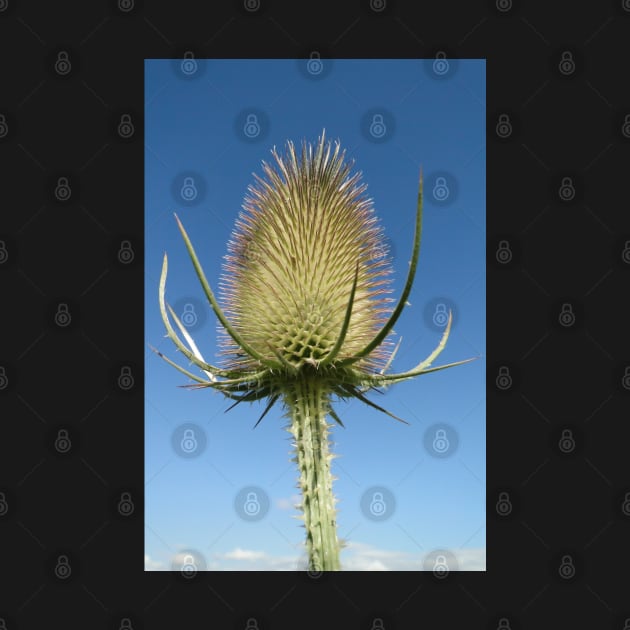 Sky High Teasel by AH64D