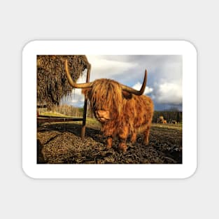 Scottish Highland Cattle Cow 2150 Magnet