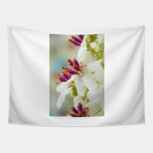 Verbascum chaixii  'Album'  White nettle-leaved mullein Tapestry