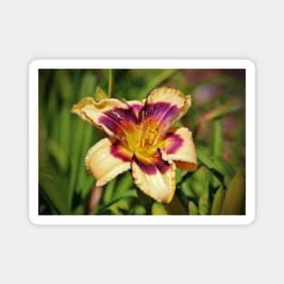 Peach And Wine Daylily Magnet