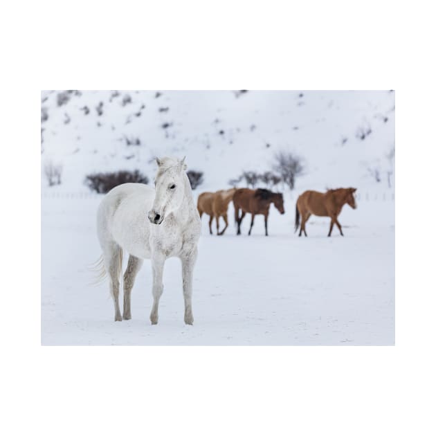 Horses in the snow by Drmb