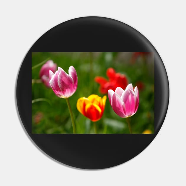 (Tulipa); Tulip; Tulips; Flower; Flower; colorful, tulip blossom Pin by Kruegerfoto