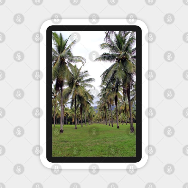 Coconut grove at Thala Beach nature reserve, Queensland Magnet by Kirkcov