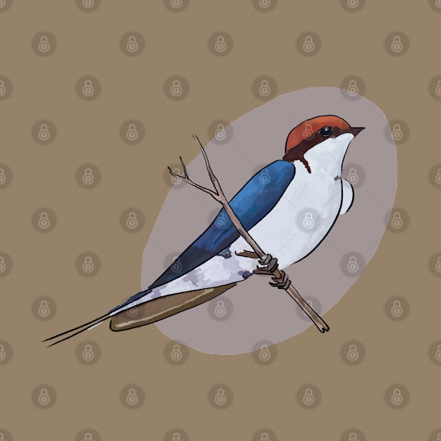 Wire tailed swallow illustration by Chris W