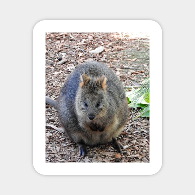 Quokka Magnet by kirstybush