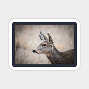 Watchful Doe Magnet