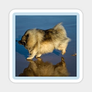 Happy Keeshond Magnet