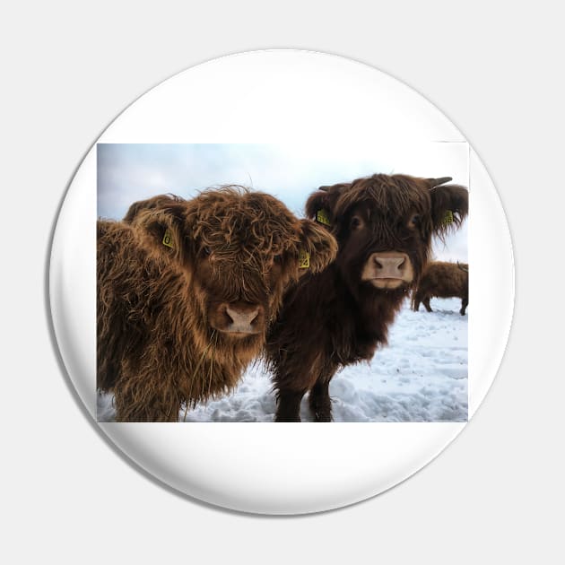 Scottish Highland Cattle Calves 1866 Pin by SaarelaHighland