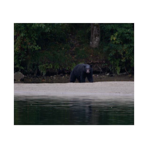 Black Bear Vancouver Island by StevenElliot