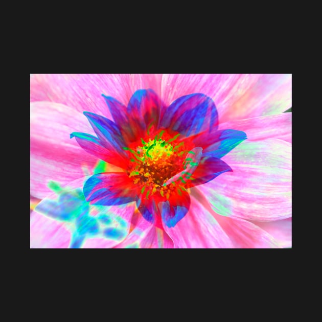 Dahlia, Dahlia, abstract, colorful, flower, bloom by Kruegerfoto