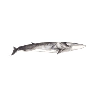 Fin whale Balaenoptera physalus T-Shirt